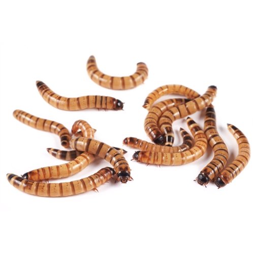 Super Worms Super Worms
