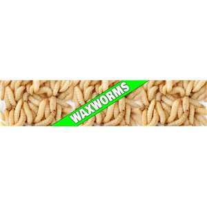 Wax Worms
