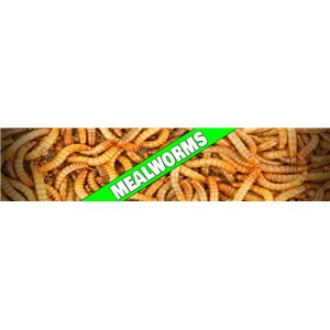 Mealworms