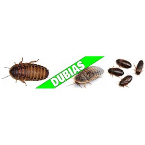 Dubia Roaches