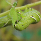 Hornworms