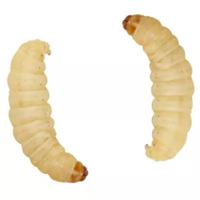 Waxworms